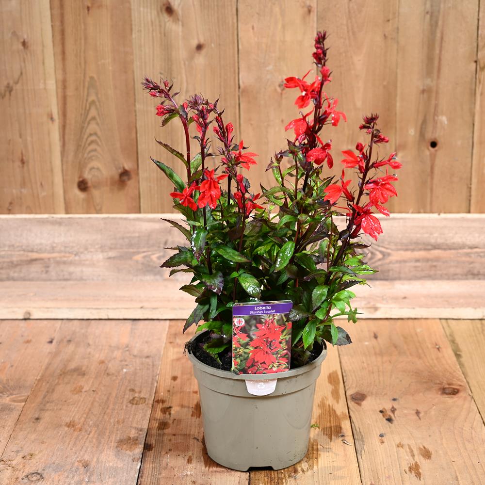 Lobelia Starship Scarlet 3L - Herbaceous Perennials - Polhill Garden Centre