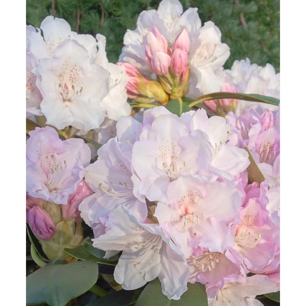 Rhododendron Yak Schneekrone 3L