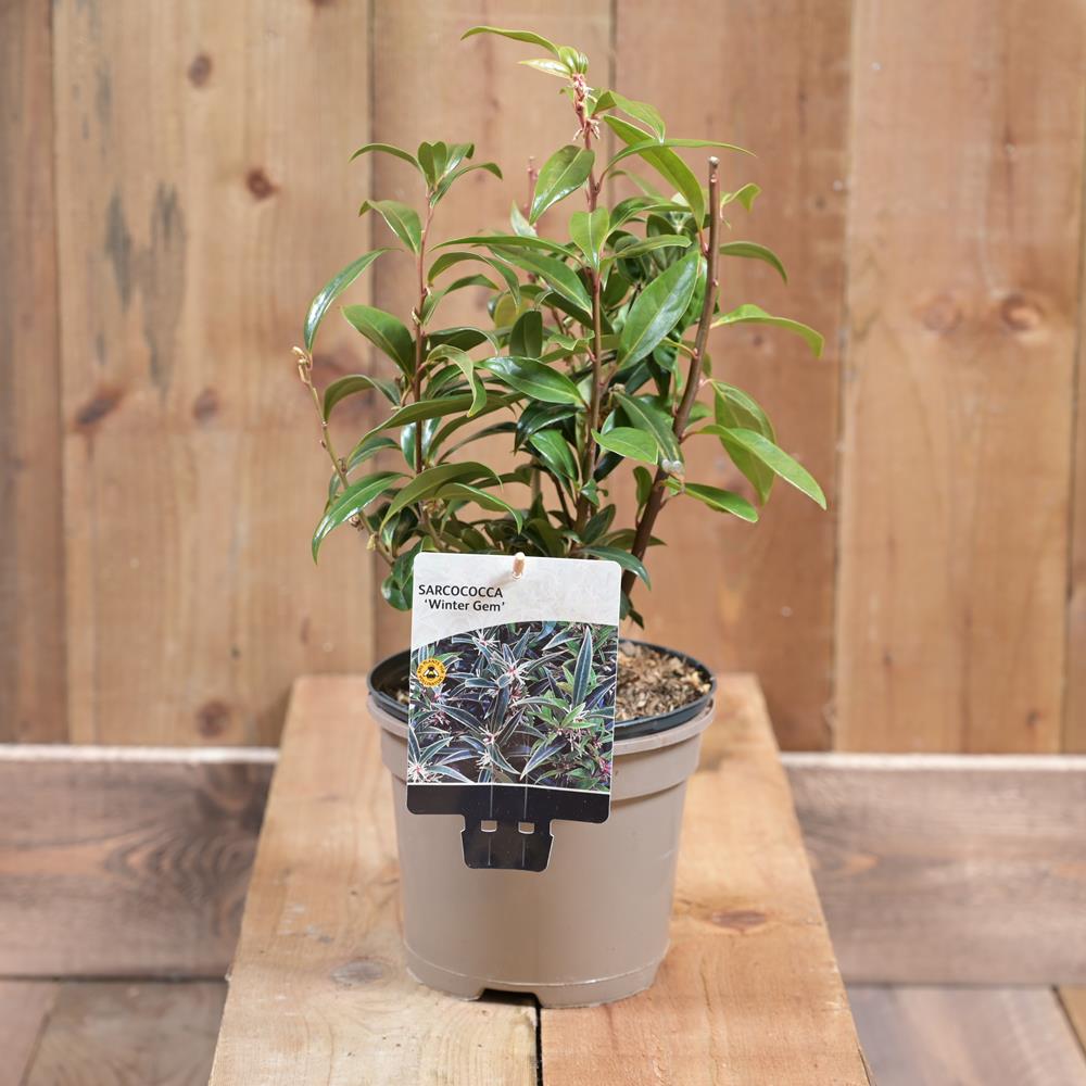 Sarcococca Winter Gem 2L