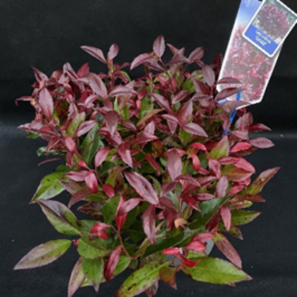 Leucothoe Axillaris Zeblid 17 cm