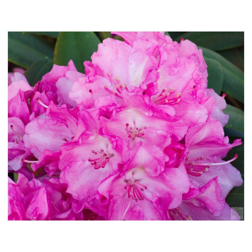 Rhododendron Yak Lumina 3L Pink