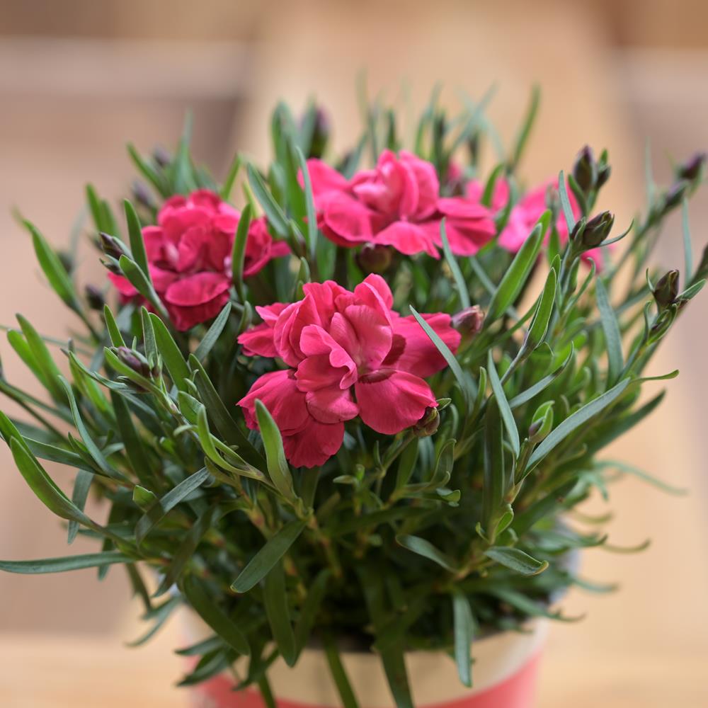 Dianthus Early Love 10.5cm Pot Pot Bedding Polhill Garden Centre