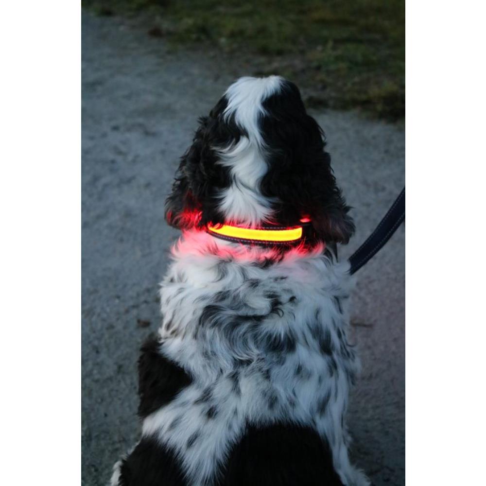 Flash & Go Rechargeable Collar