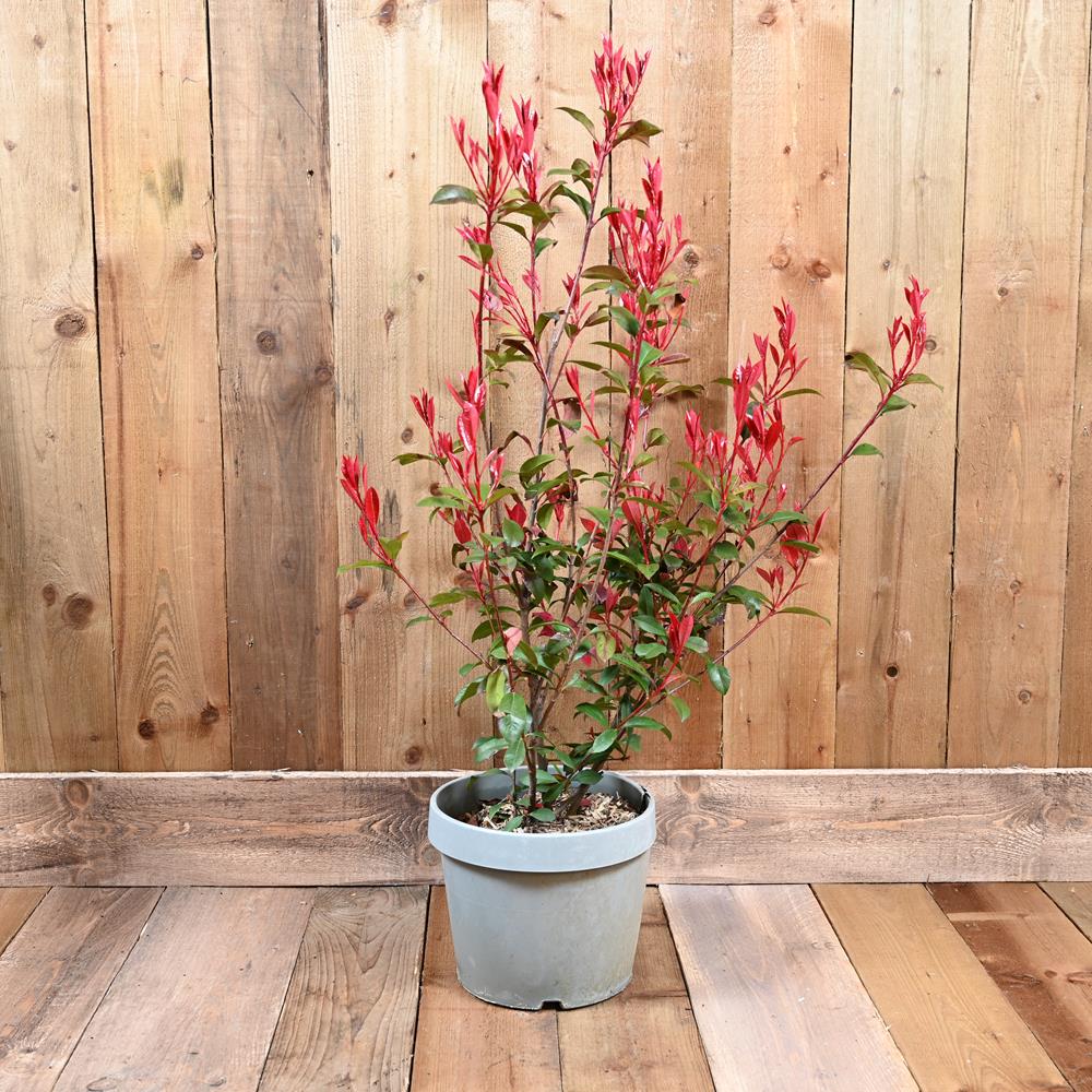 Photinia Fraseri Carre Rouge Clt 8