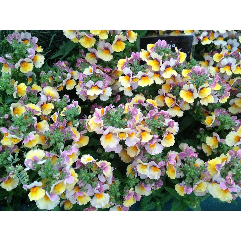 Nemesia 1L Nesia Banana Swirl Pot Bedding Polhill Garden Centre