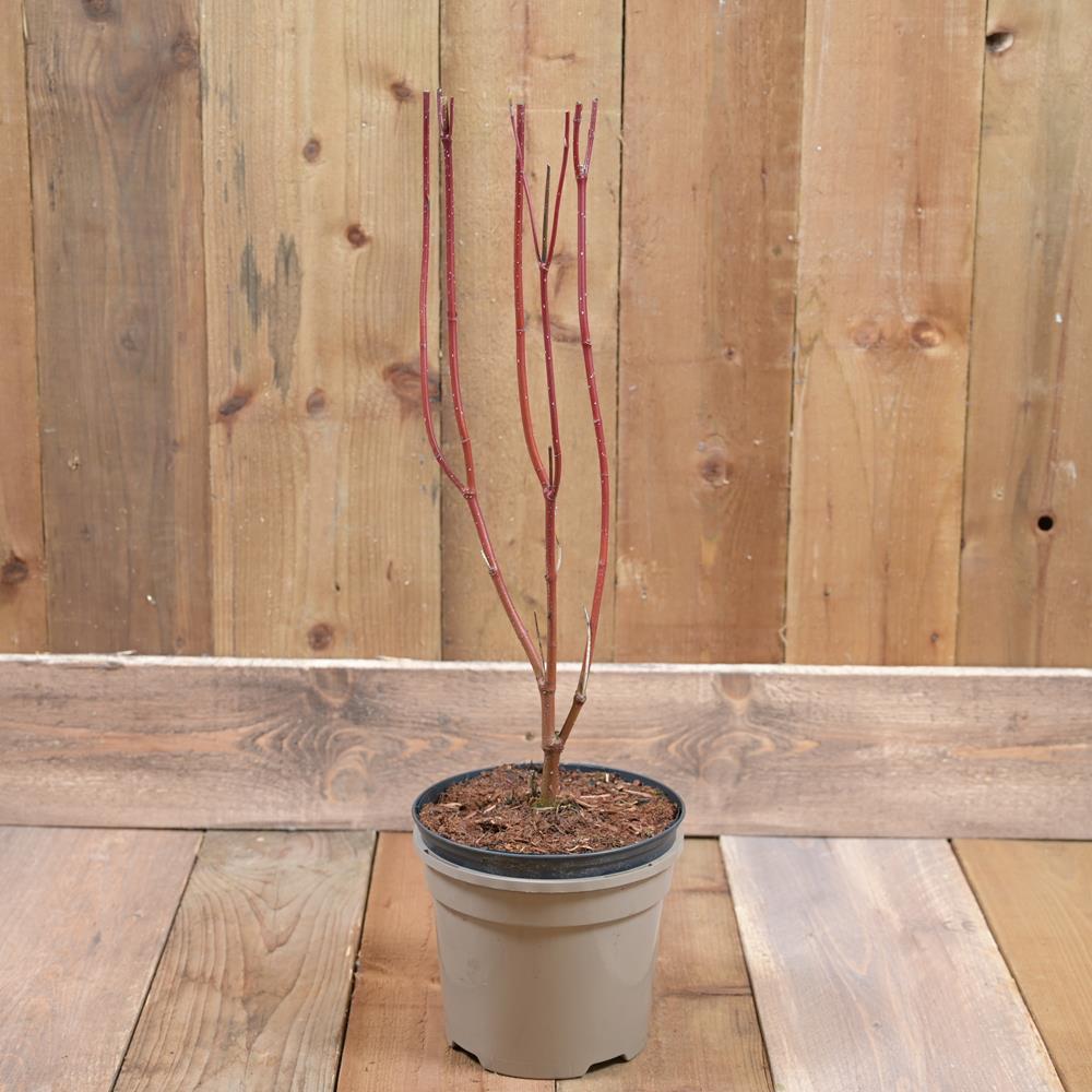 Cornus Alba. Baton Rouge 3L Deciduous Shrubs Polhill Garden Centre