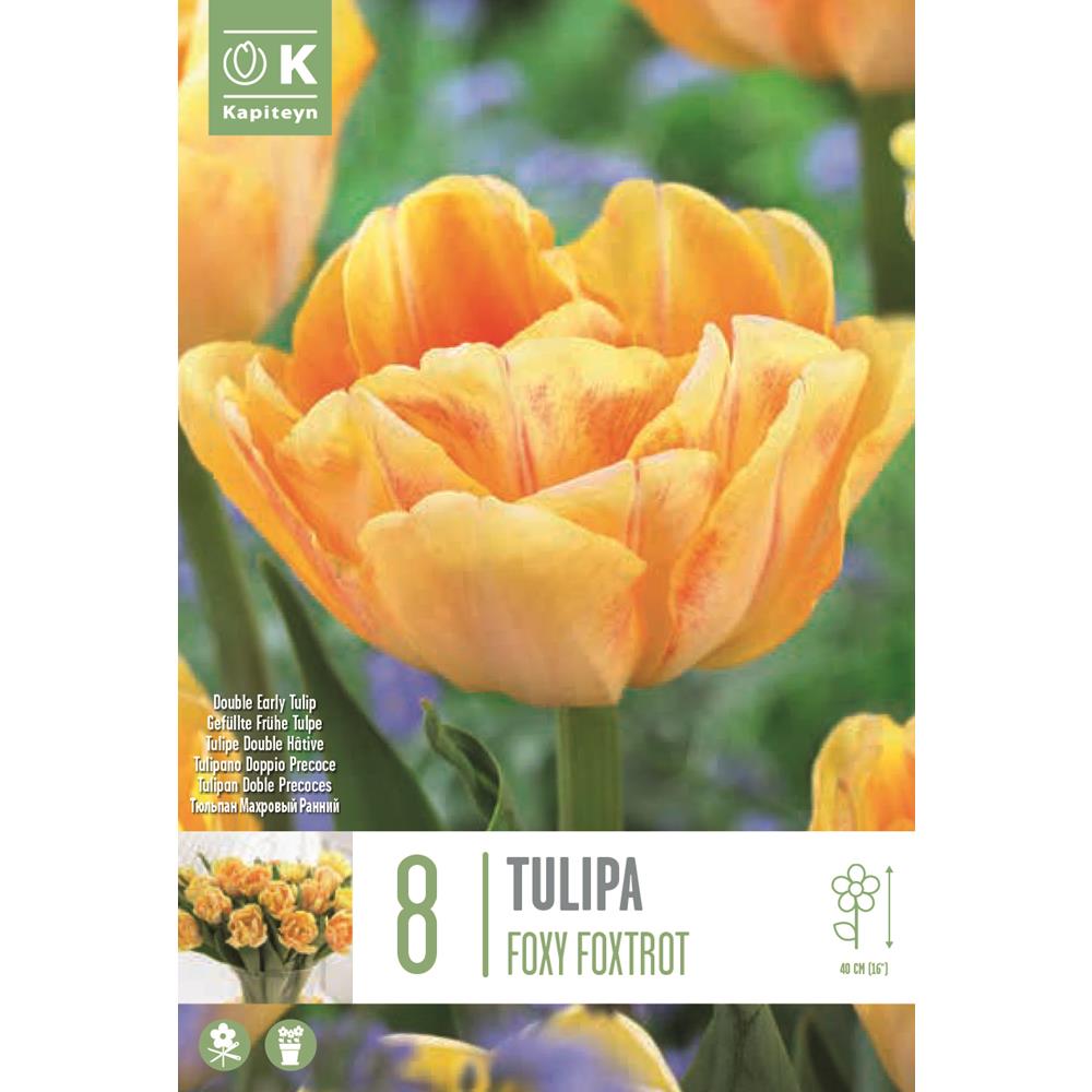 Tulip Double Foxy Foxtrot