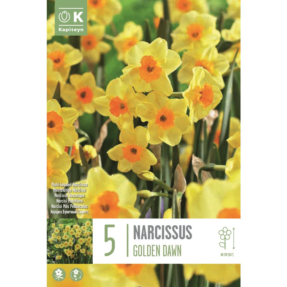 Narcissus Golden Dawn