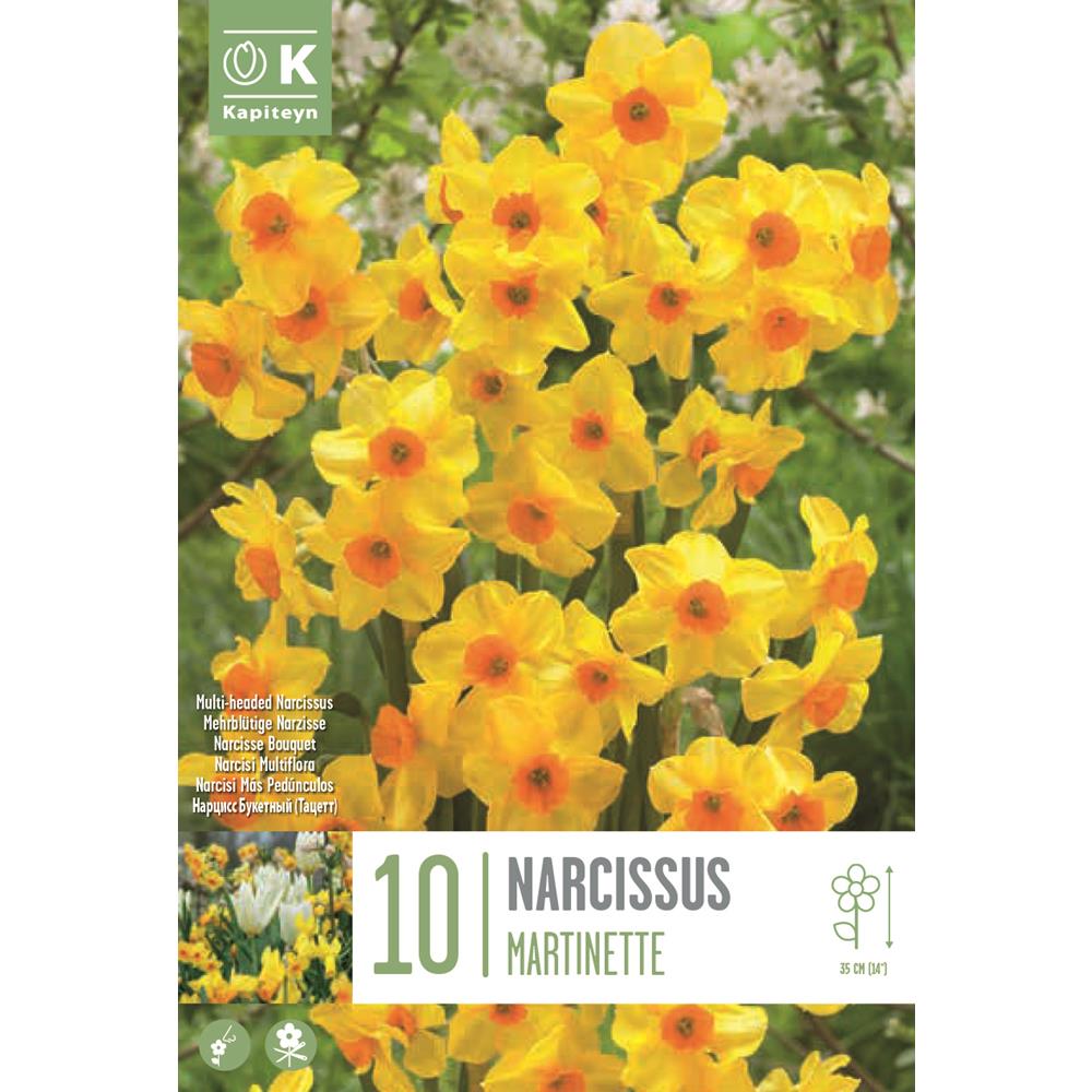 Narcissus Martinette