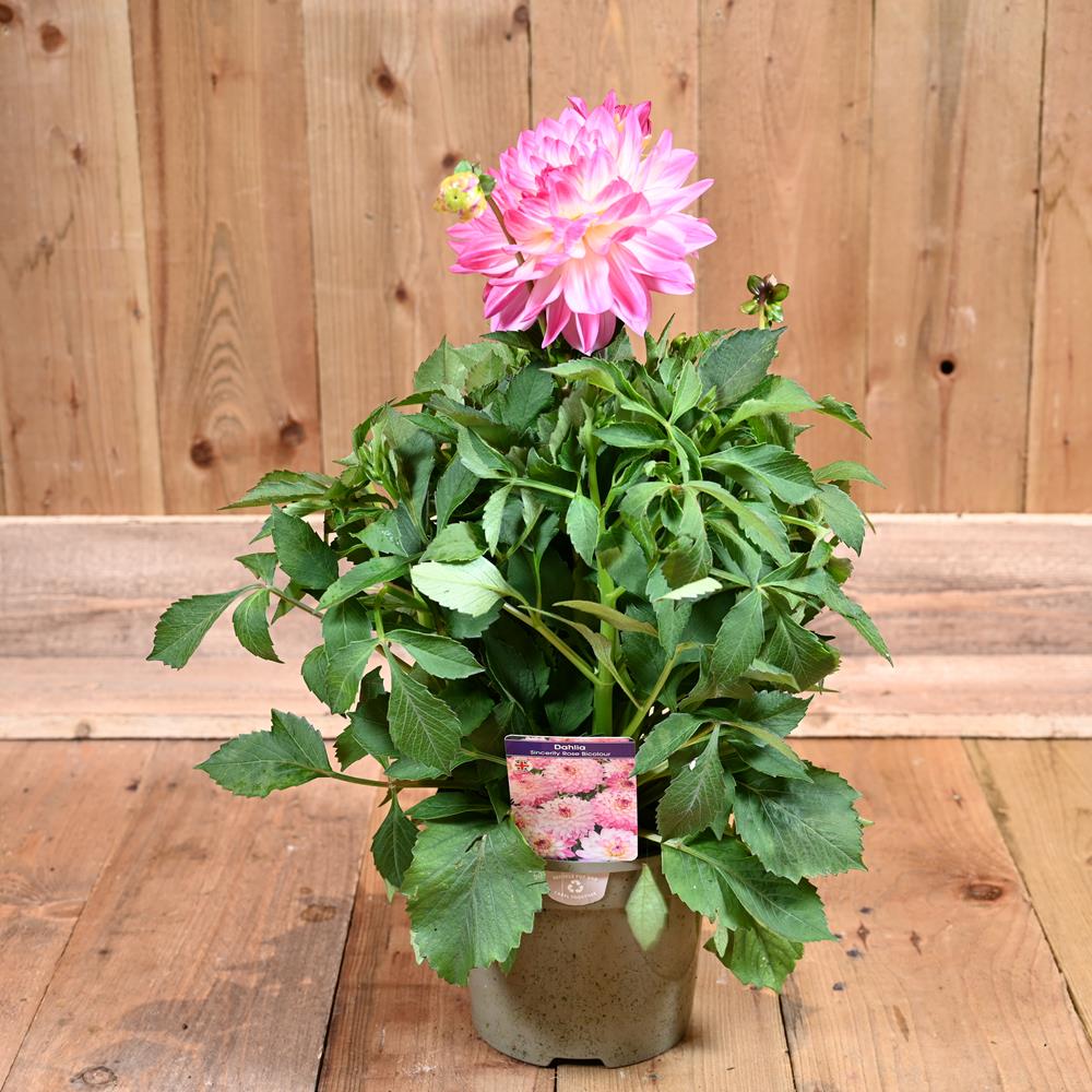 Dahlia Sincerity Rose Bicolour 3L