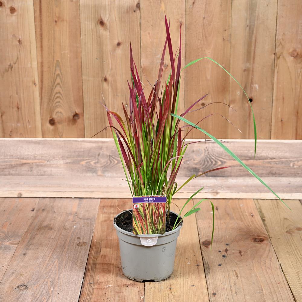 Imperata Red Baron 2 Litre