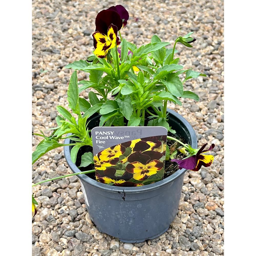 Pansy Trailing Fire 1L