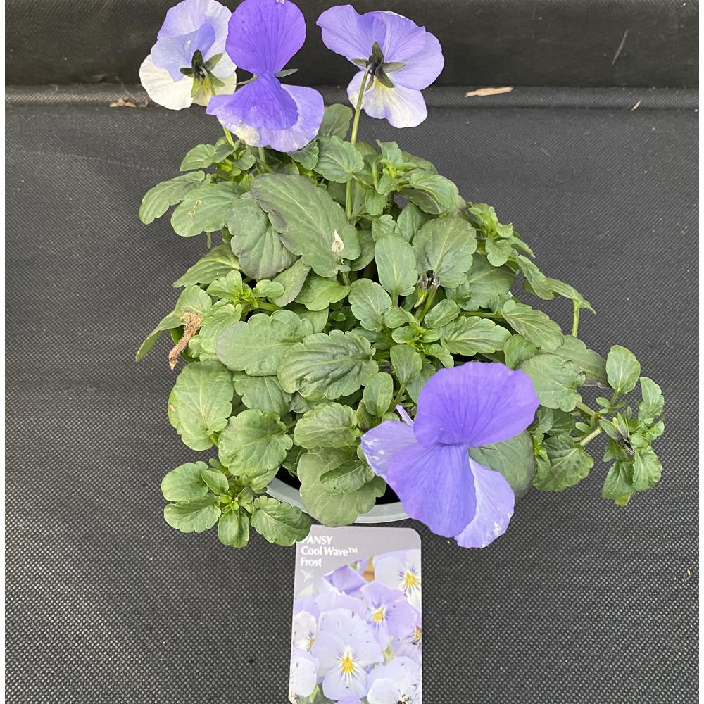 Pansy Trailing Frost 1L - Bedding Plants - Polhill Garden Centre