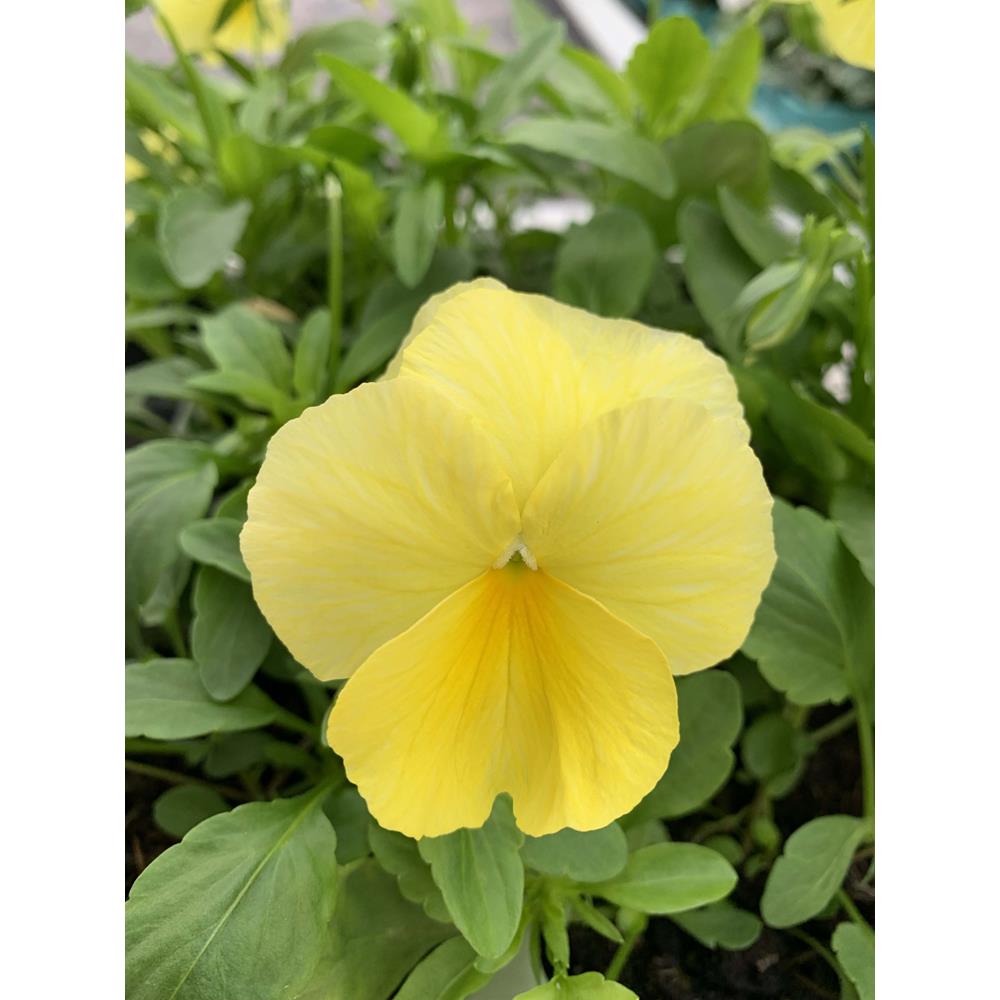 Pansy Trailing  Golden Yellow 1L