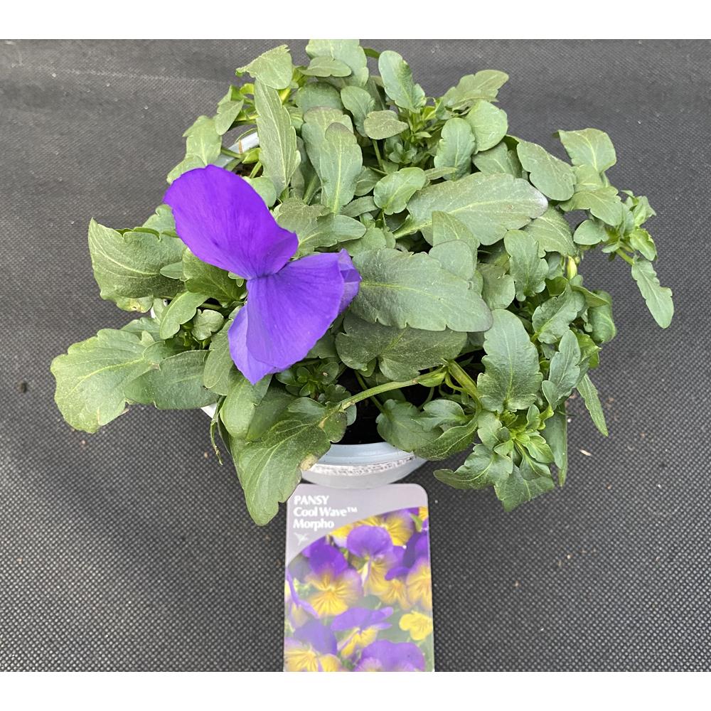 Pansy Trailing Morpho 1L