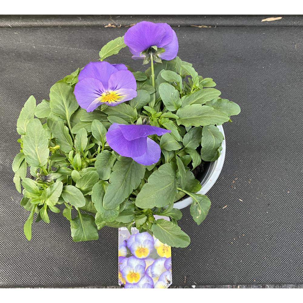 Pansy Trailing Blueberry Swirl 1L