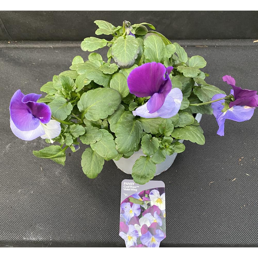 Pansy Trailing  Violet Wing 1L