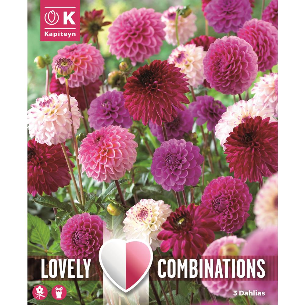 Combination Planting Dahlia Pompon/Ball Pink And Purple Shades