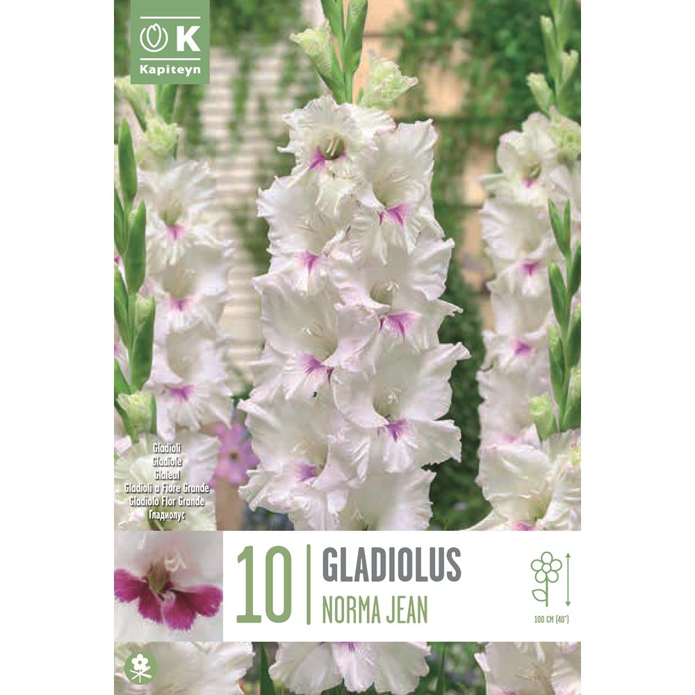 Gladiolus Norma Jean - Summer Bulbs - Polhill Garden Centre