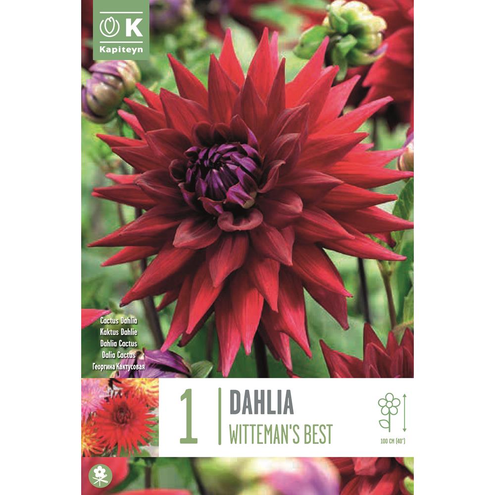 Dahlia Witteman'S Best