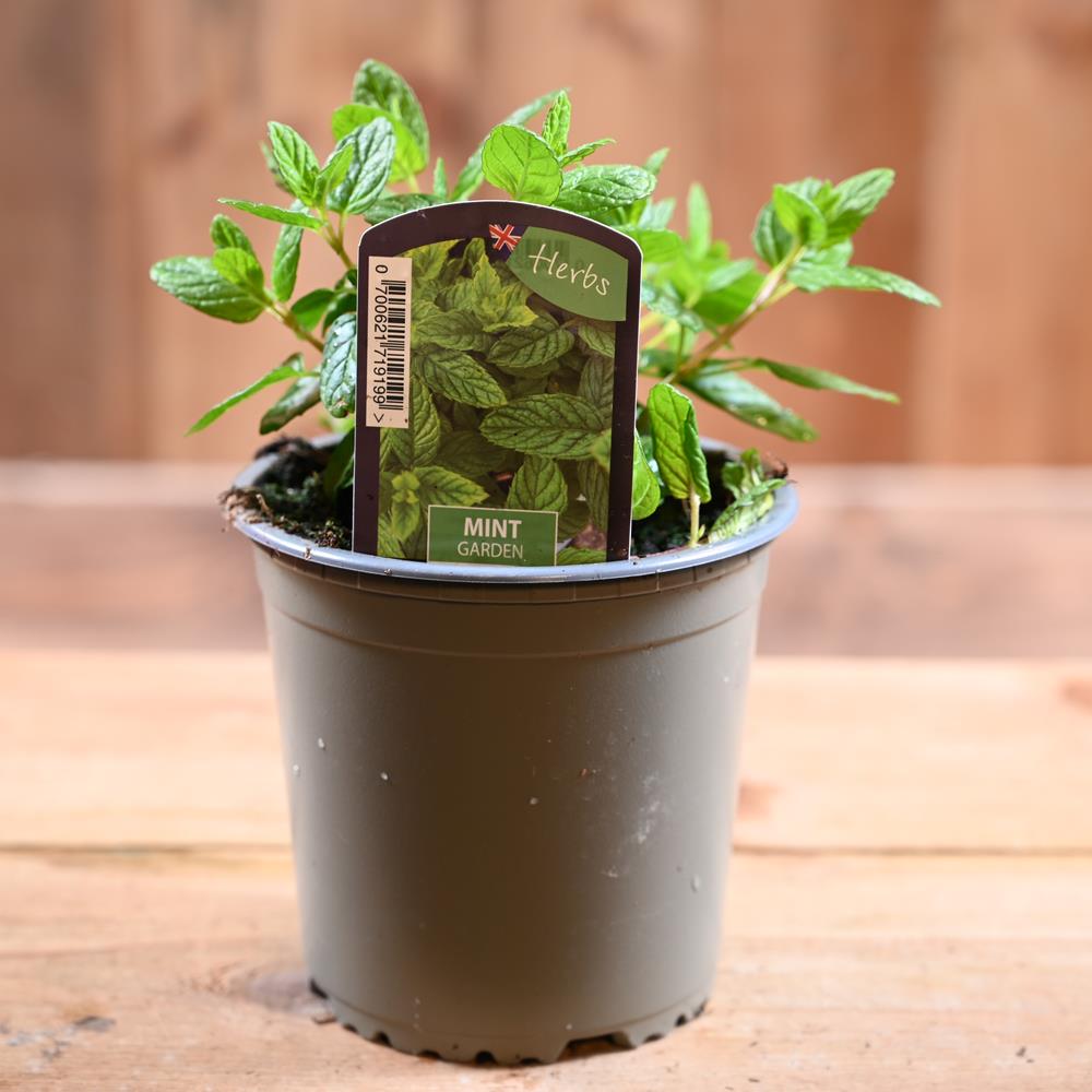 Mint Garden - Mentha Spicata  1L