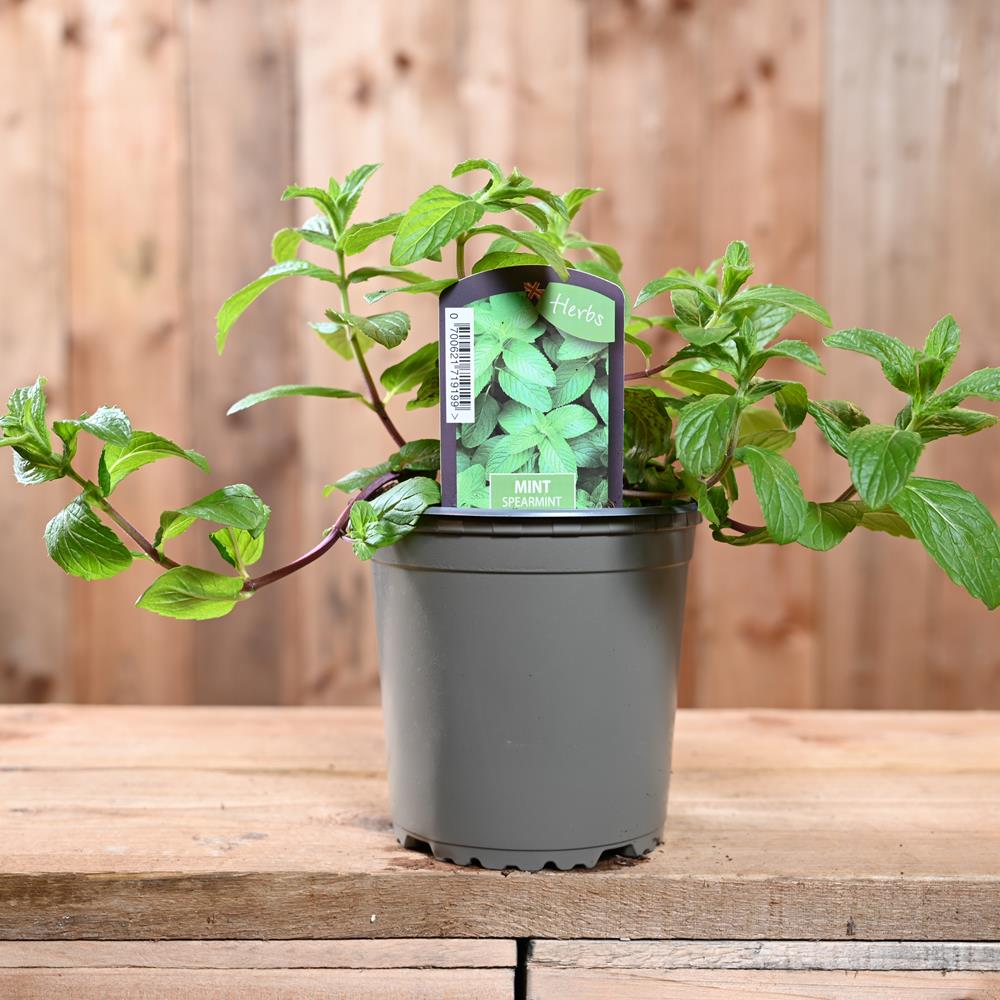 Mint Spearmint - Mentha Spicata  1L