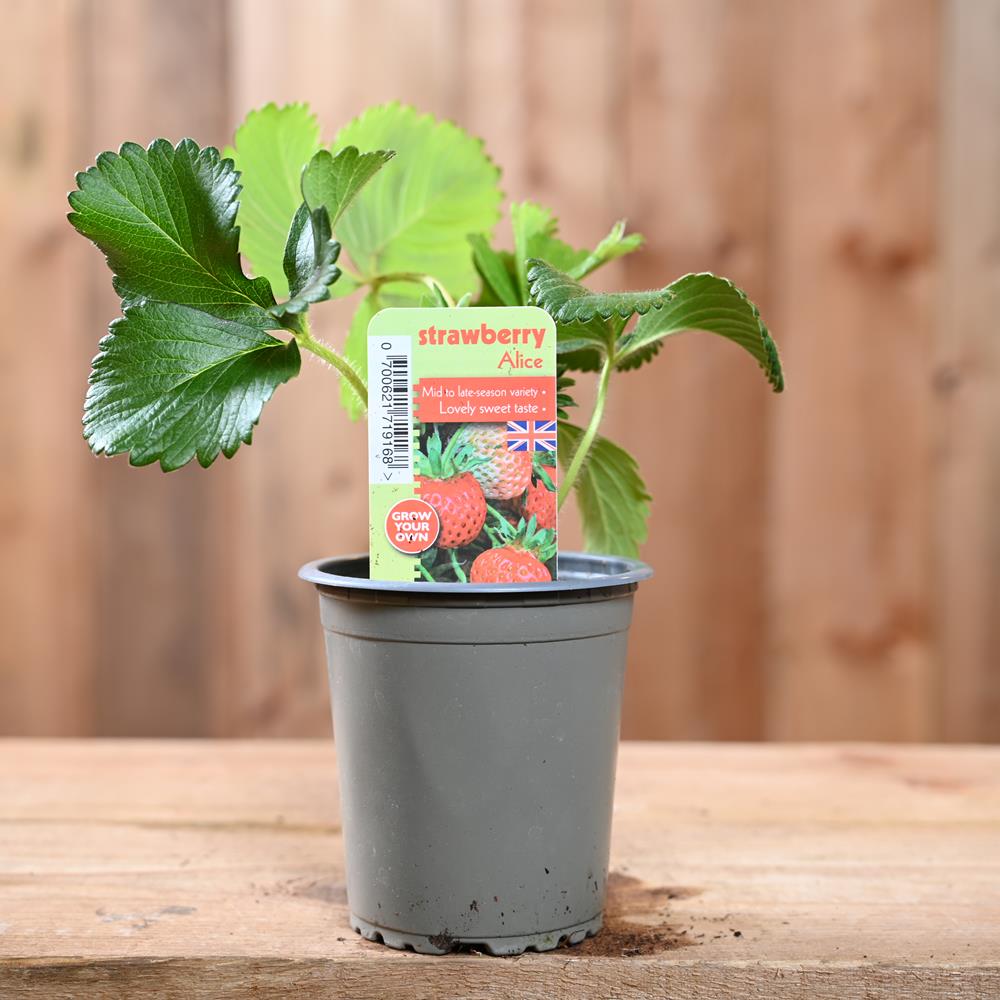 Strawberry Alice - Fragaria Ananassa  9 cm Pot