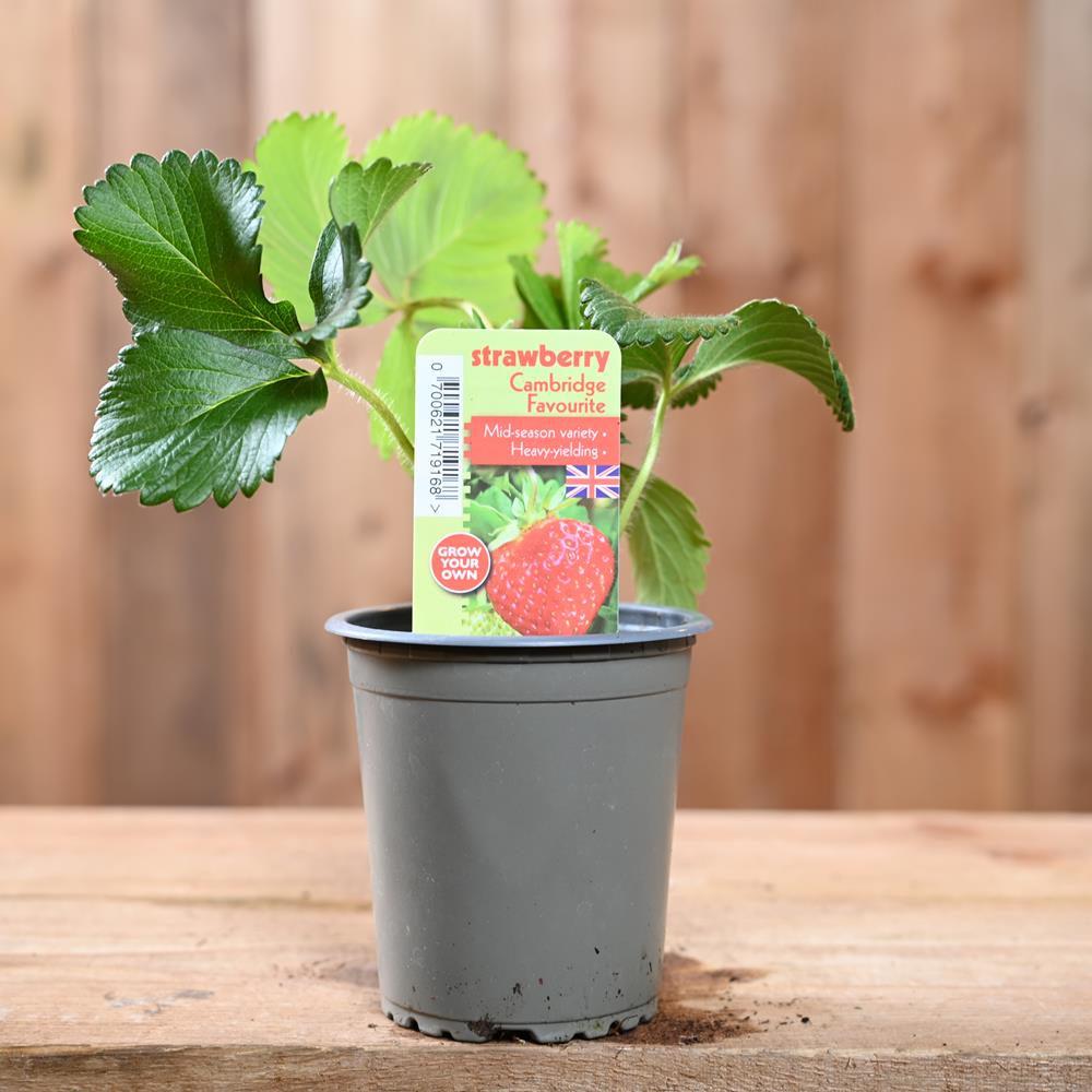 Strawberry Cambridge Fav - Fragaria Ananassa  9 cm Pot