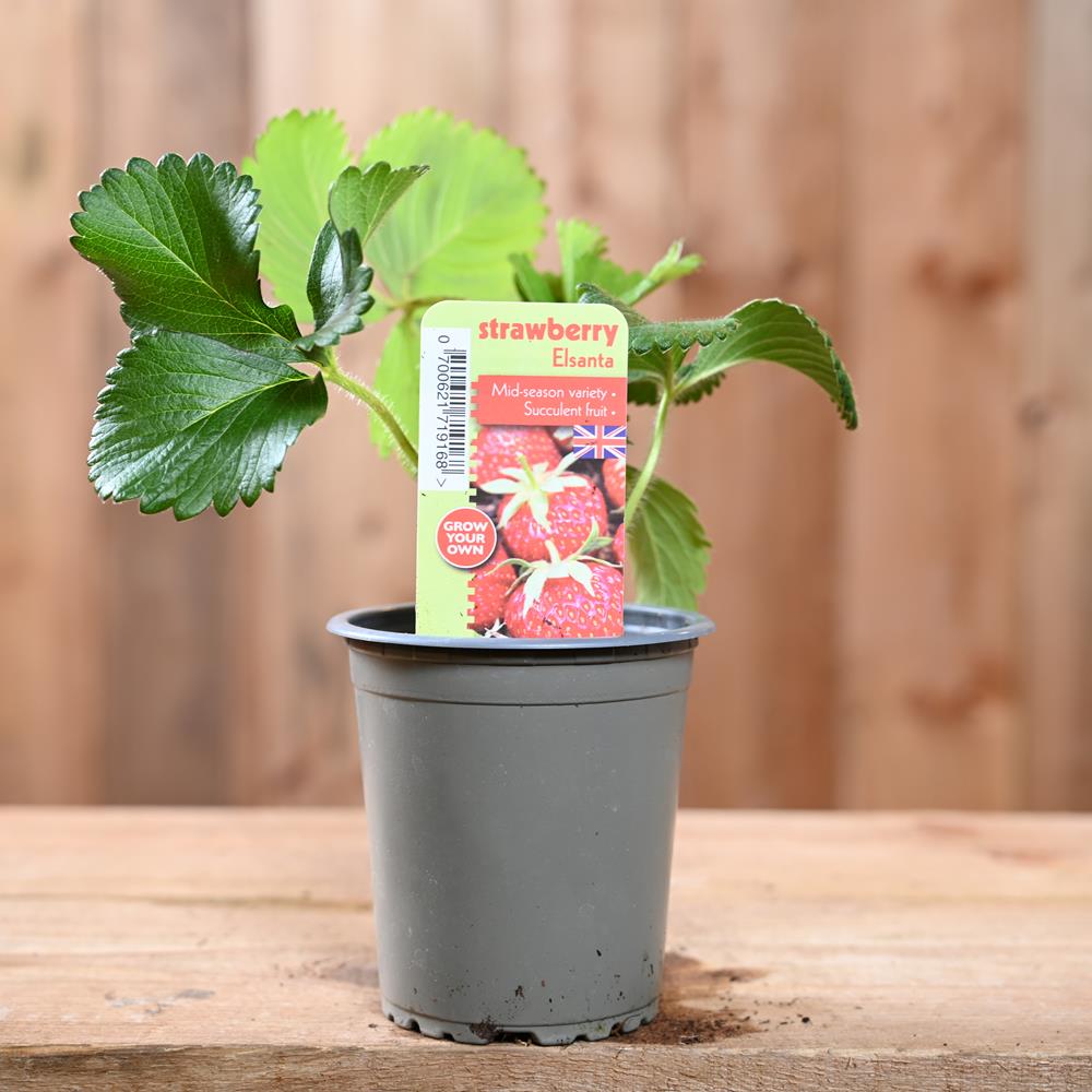 Strawberry Elsanta - Fragaria Ananassa  9 cm Pot