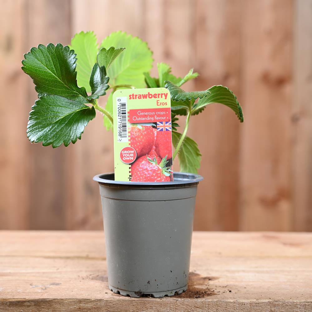 Strawberry Eros - Fragaria Ananassa  9 cm Pot