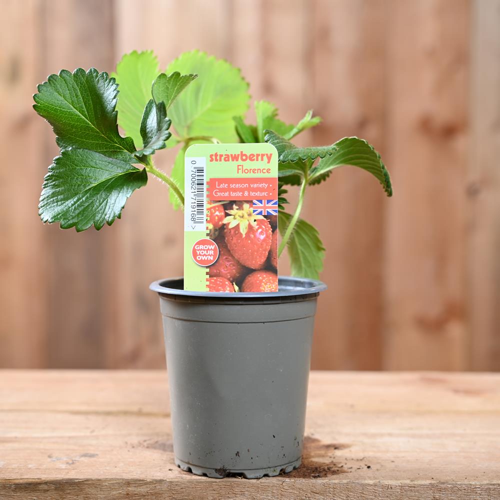 Strawberry Florence - Fragaria Ananassa  9 cm Pot
