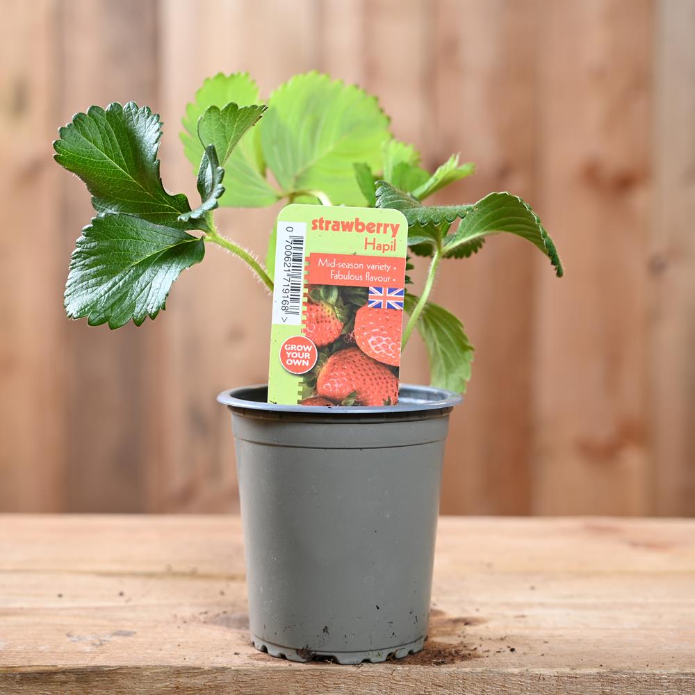 Strawberry Hapil - Fragaria Ananassa 9 cm Pot