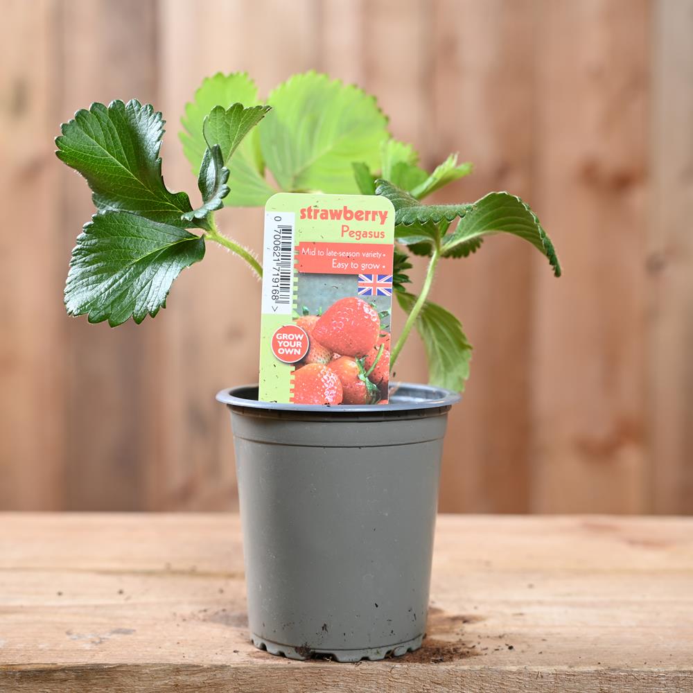Strawberry Pegasus - Fragaria Ananassa  9 cm Pot