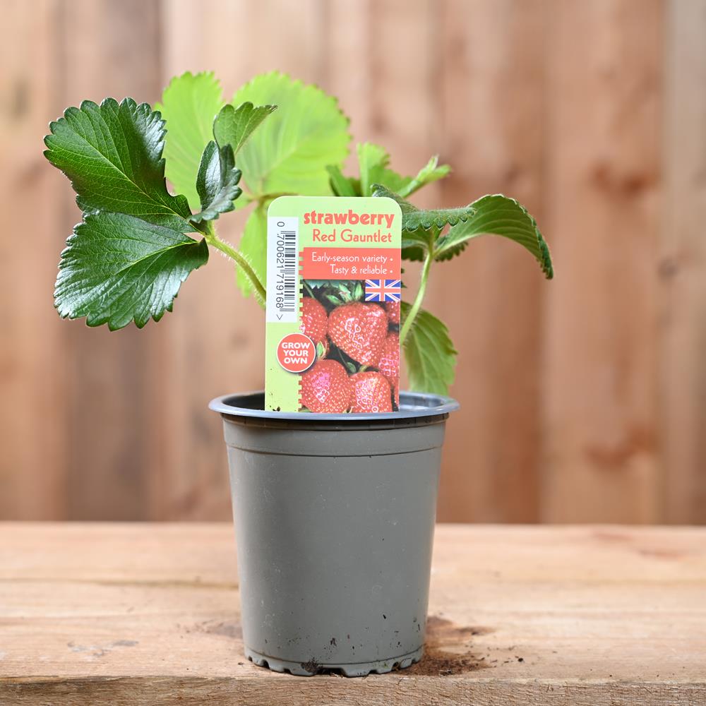 Strawberry Red Gauntlet - Fragaria Ananassa 9 cm Pot