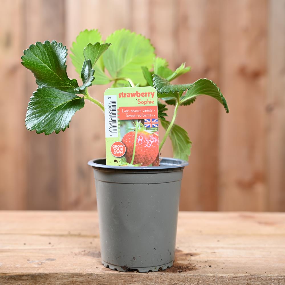 Strawberry Sophie - Fragaria Ananassa 9 cm Pot
