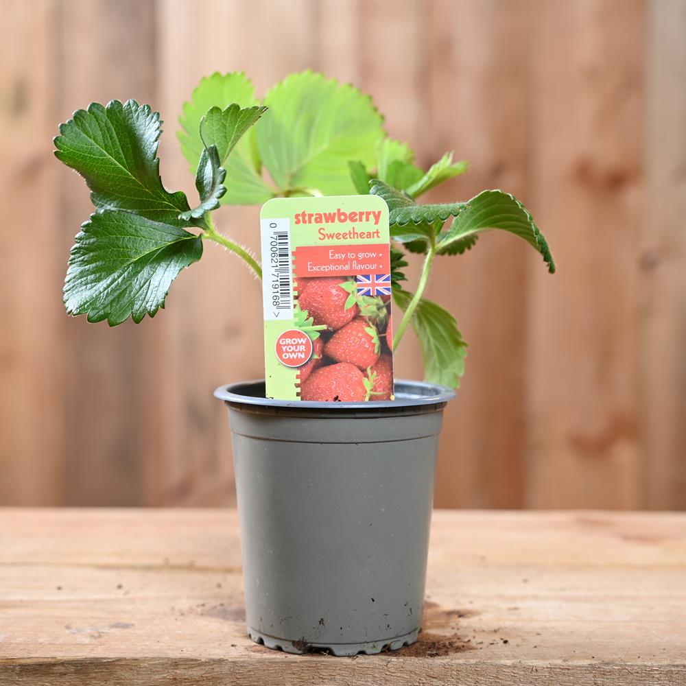 Strawberry Sweetheart - Fragaria ananassa 9 cm pot