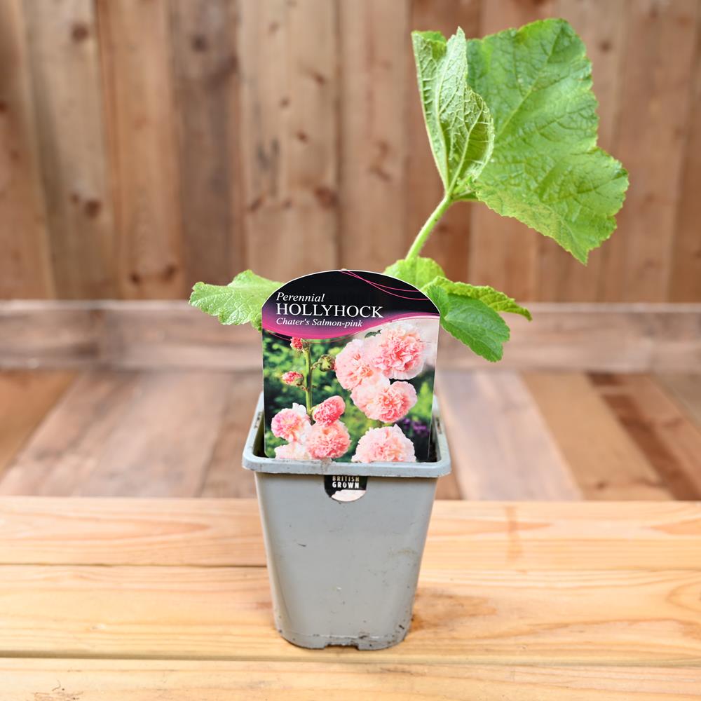Alcea Rosea Chaters Double Salmon Pink (Hollyhock) 1L