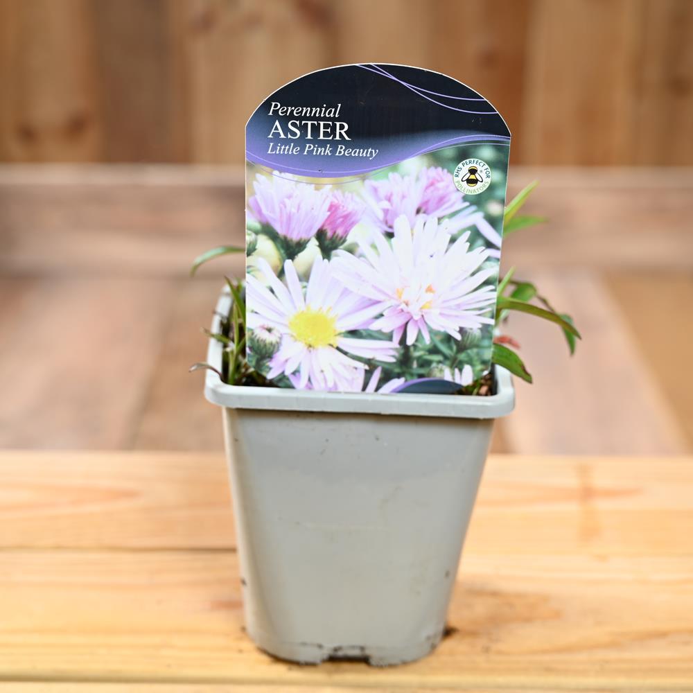 Aster Novi-Belgii Little Pink Beauty 1L - Herbaceous Perennials ...