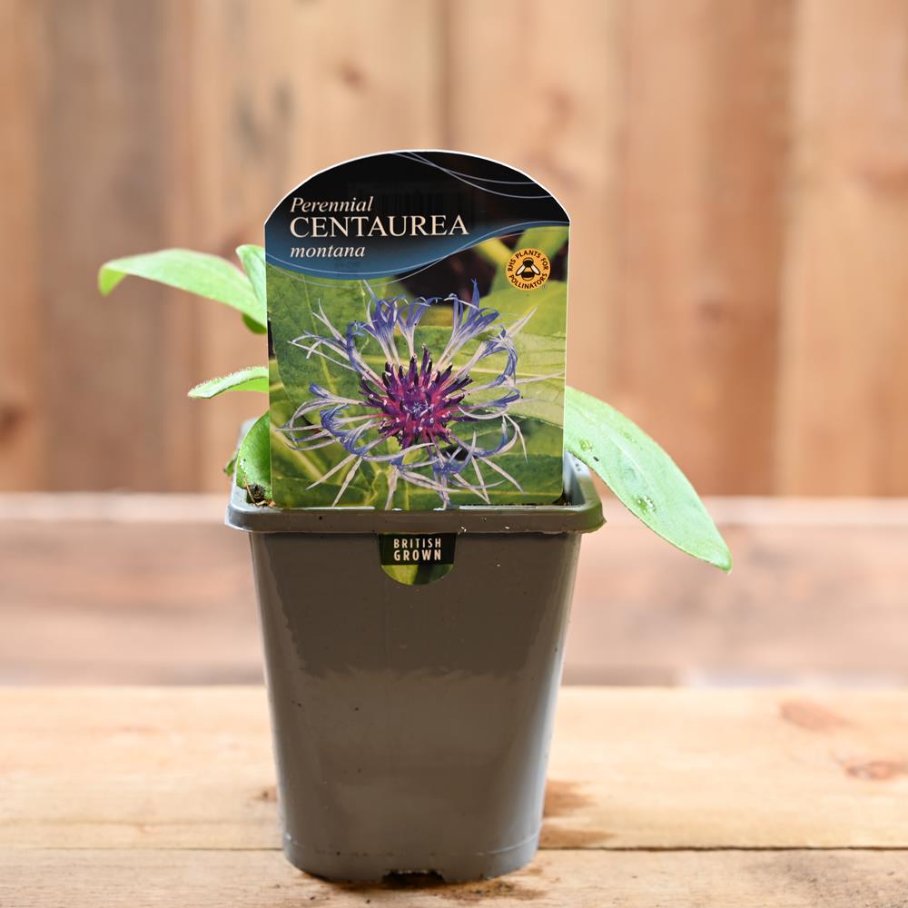 Centaurea Montana 1L
