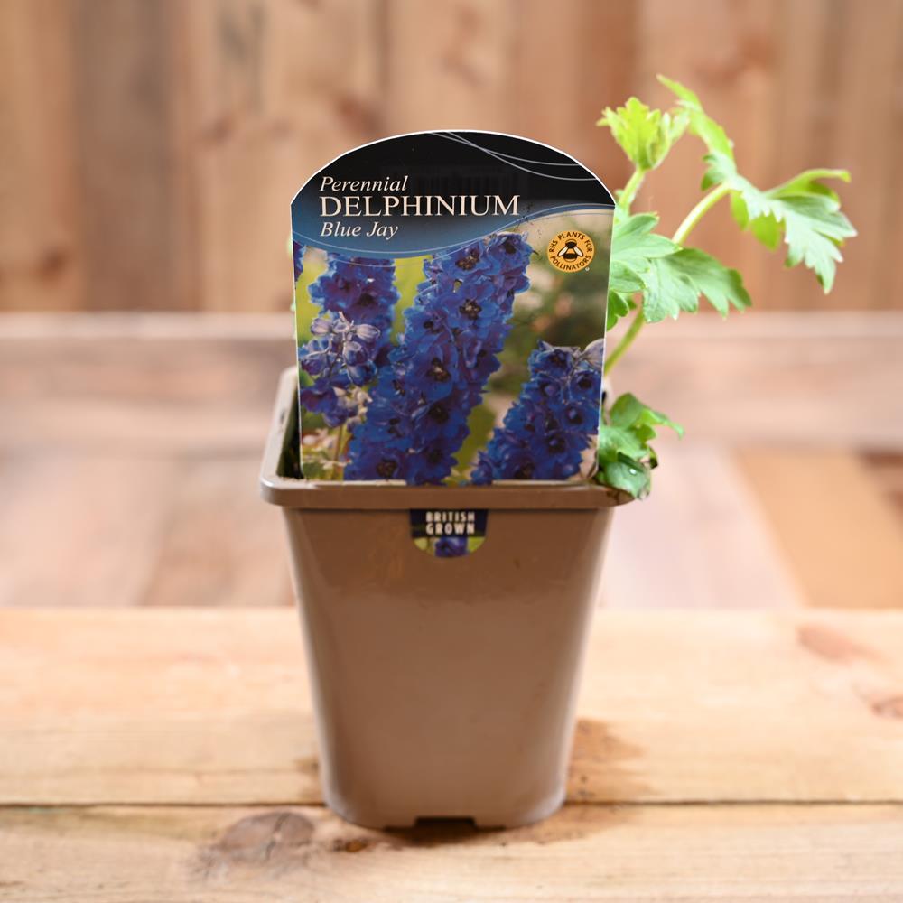 Delphinium 'Blue Jay' 1L