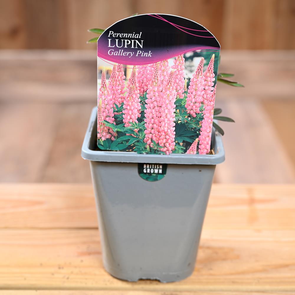 Lupinus Gallery Pink 1L