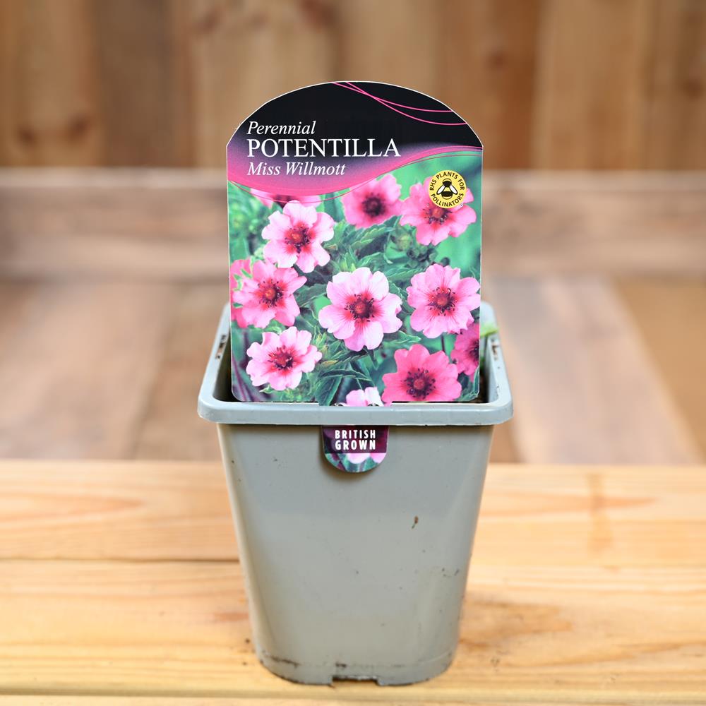 Potentilla Nepalensis Miss Wilmott 1L - Herbaceous Perennials - Polhill ...