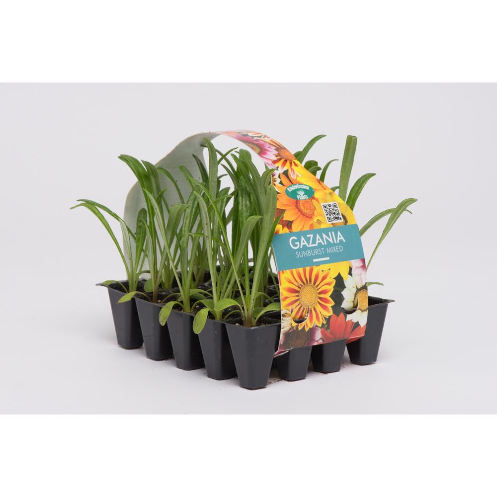 Gazania Sunburst Mixed Ornamental Plugs - Starter Plants - Polhill ...