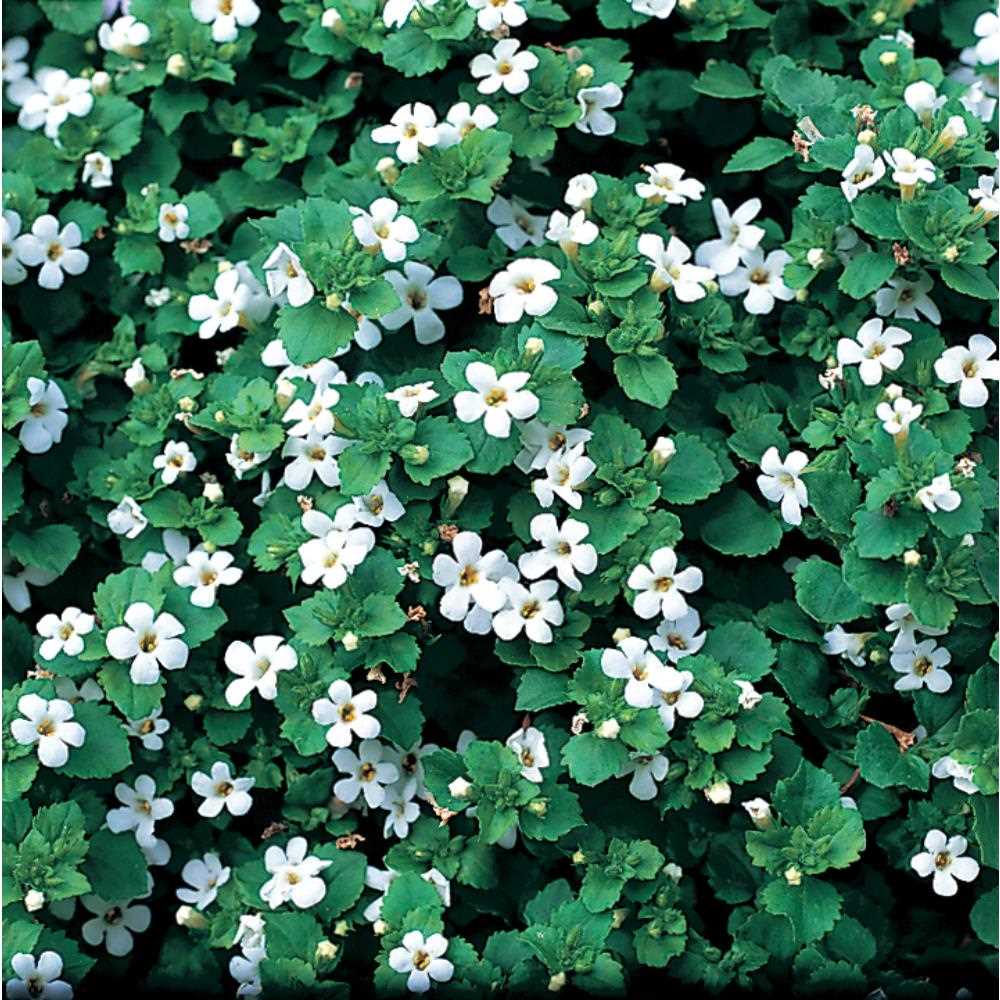 Bacopa Snowflake Starter Plants