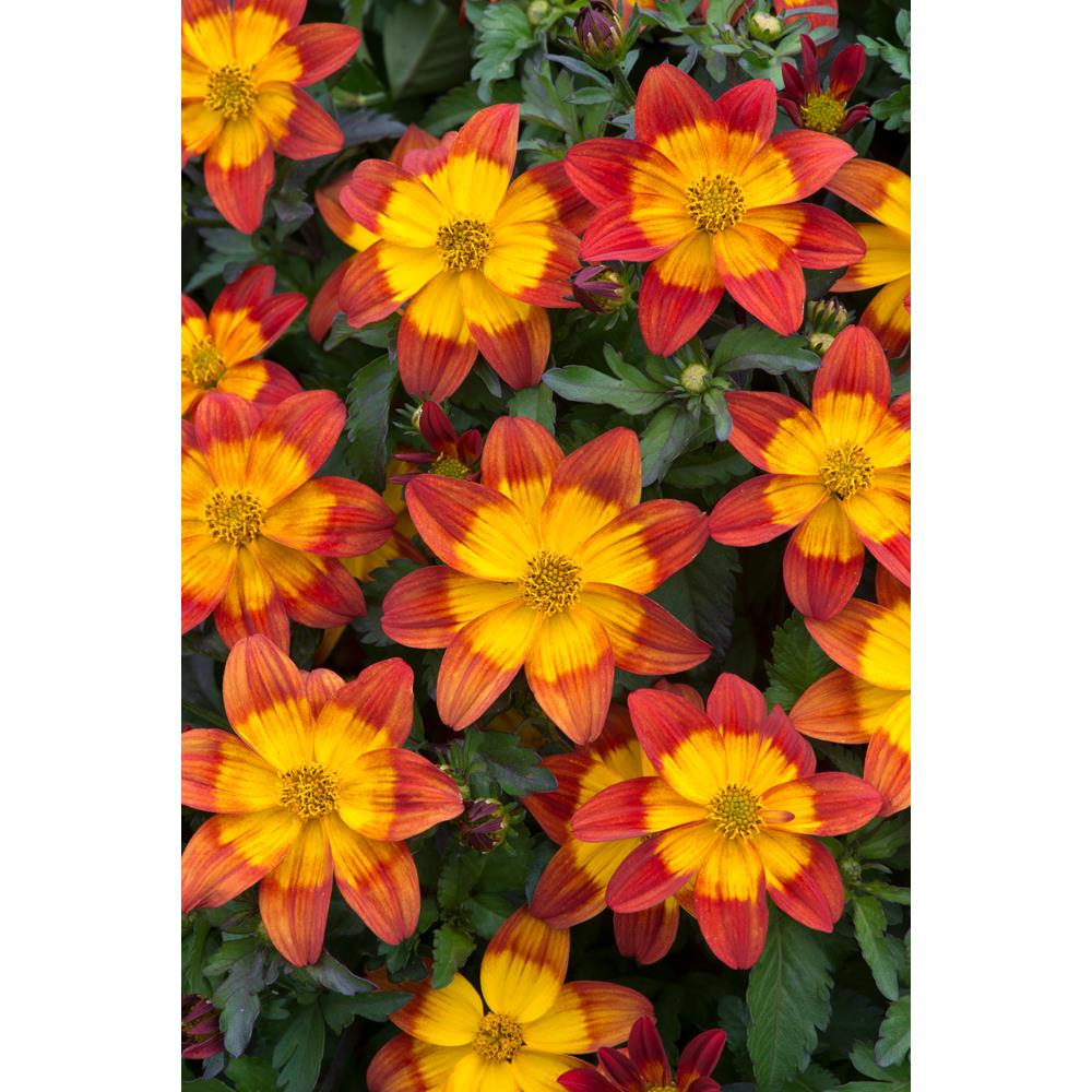 Bidens Blazing Fire Starter Plants