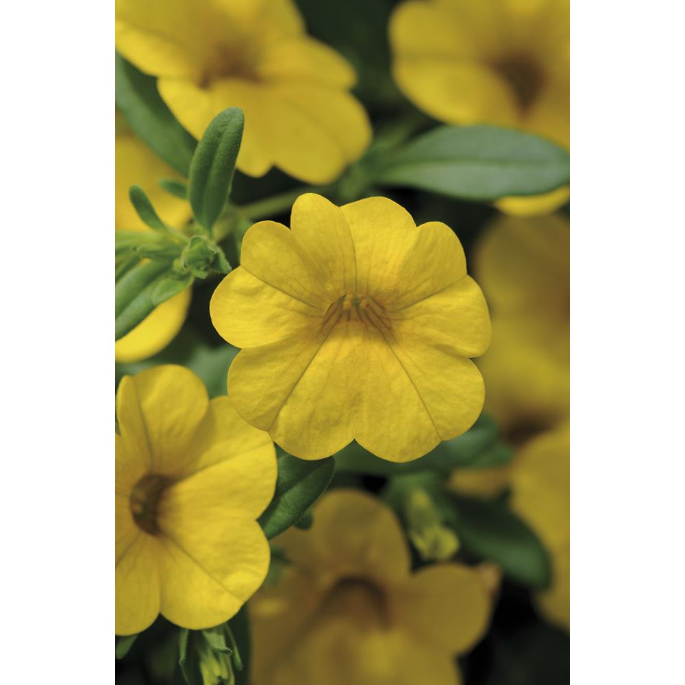 Calibr Cabaret Deep Yellow Starter Plnts