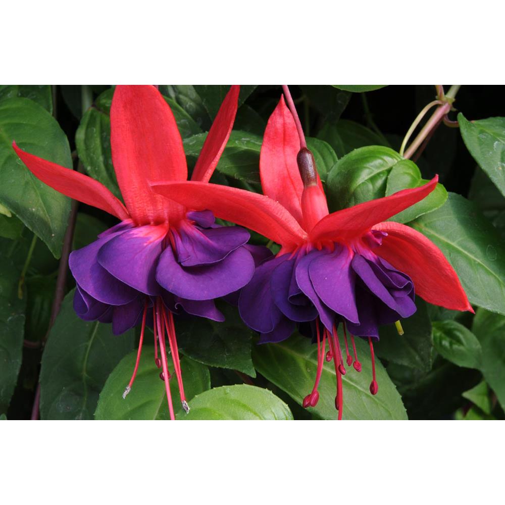 Fuchsia (Trl) Voodoo Starter Plants
