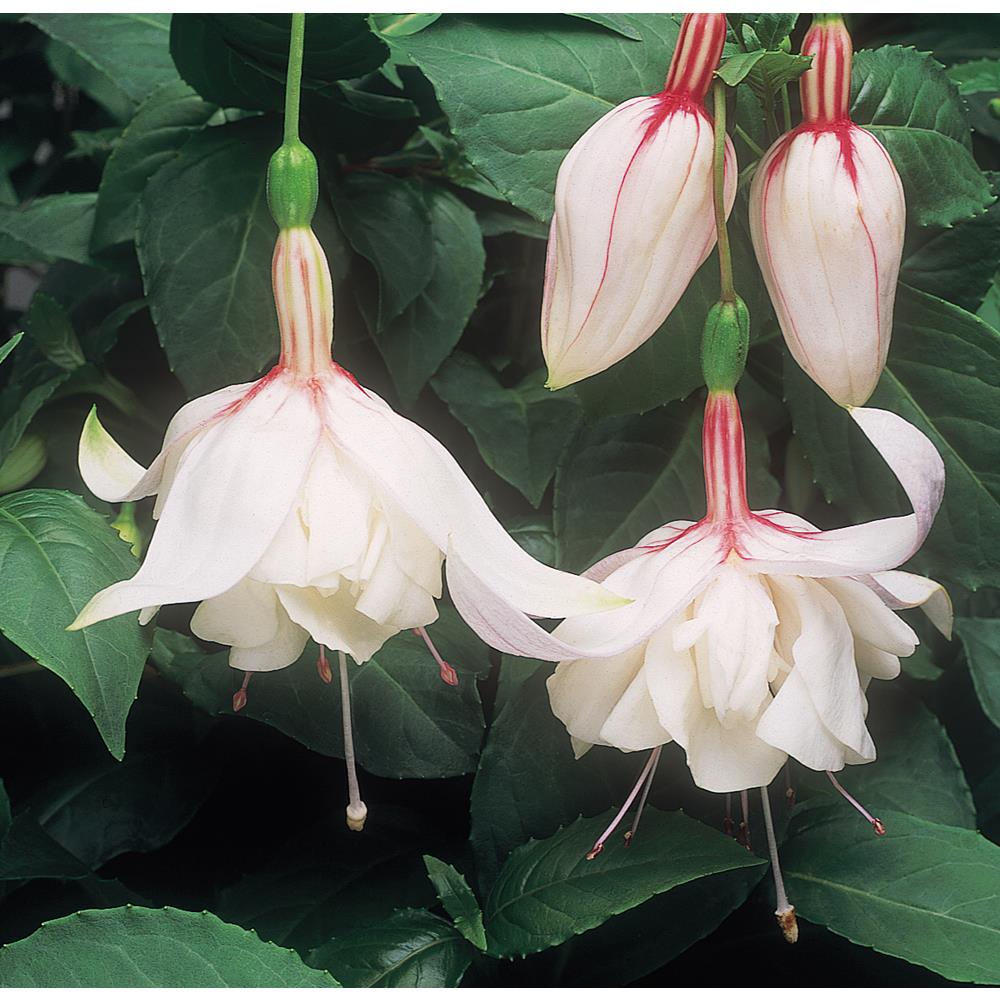 Fuchsia (Bush) Hap Wed Day Starter Plnts