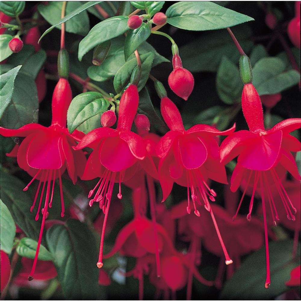 Fuchsia (Trl) Marinka Starter Plants