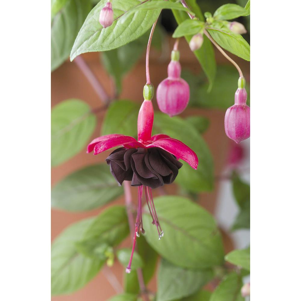 Fuchsia (Bush) Blacky Starter Plants